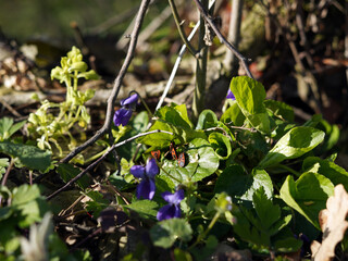 Beetles crawling between flowers.