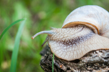 Helix pomatia, the Roman snail, Burgundy snail, edible snail or escargot in the forest.