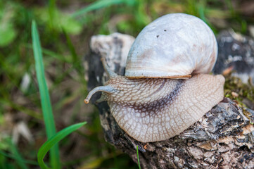 Helix pomatia, the Roman snail, Burgundy snail, edible snail or escargot in the forest.
