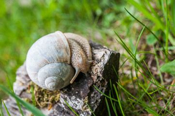Helix pomatia, the Roman snail, Burgundy snail, edible snail or escargot in the forest.