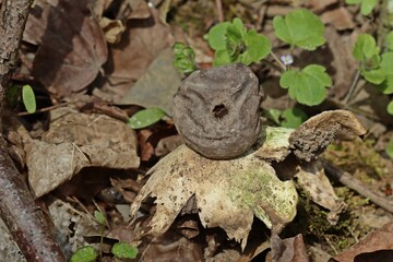 Kragen-Erdstern (Geastrum striatum).
