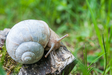 Helix pomatia, the Roman snail, Burgundy snail, edible snail or escargot in the forest.