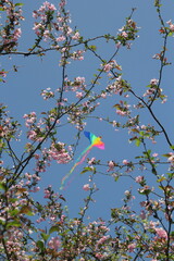 cherry blossom and kite