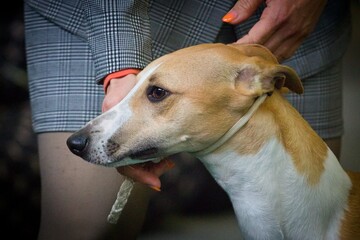 Portrait of a whippet