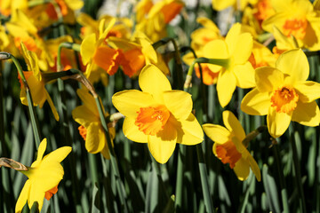 Obraz premium Closeup of yellow daffodil flower in Keukenhof park. Netherlands