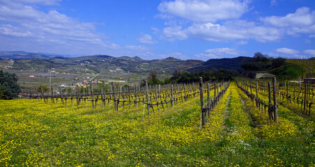 Naklejka premium Weinberge bei Soave