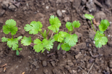 shoots of coriander planted in the ground. Summer greens, seasoning and vitamin