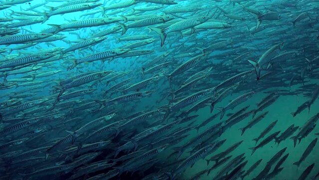 Under water film - Sail Rock island - Thailand - Chewron Barracuda fishes - filming inside a large school