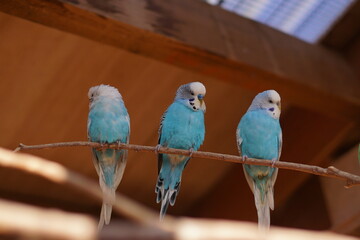 Obraz premium Lovebirds, blue budgies kissing