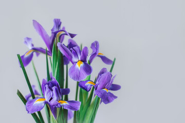 Beautiful bouquet of Iris flowers on a grey background.