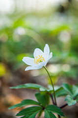 Anemone nemorosa, wood anemone or windflower thimbleweed, and smell fox - an early-spring flowering plant in the forest.