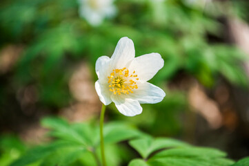 Anemone nemorosa, wood anemone or windflower thimbleweed, and smell fox - an early-spring flowering plant in the forest.