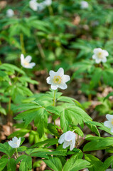 Anemone nemorosa, wood anemone or windflower thimbleweed, and smell fox - an early-spring flowering plant in the forest.