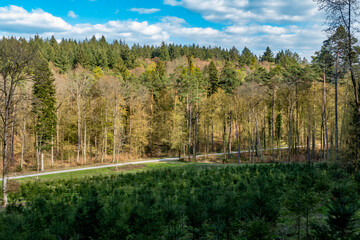 Neuanpflanzung nach Abholzung im Mischwald