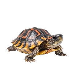 baby turtle isolated on a transparent background background, generative ai