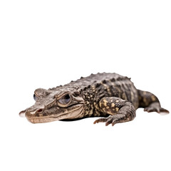 Naklejka premium baby alligator isolated on a transparent background, generative ai