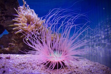Anemone in a marine tank
