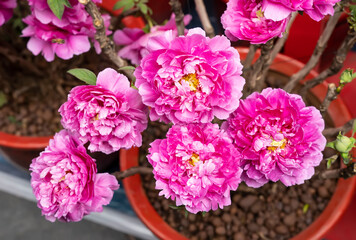 Pink peony in the garden