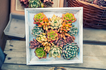 Miniature succulent plants with wooden photo frame at the garden