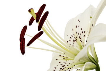 Big flower of brindle lily, isolated on white background