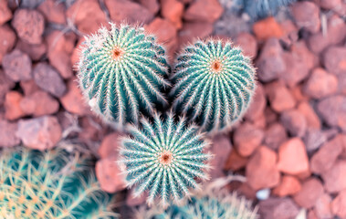 Natural background cactus close up in garden