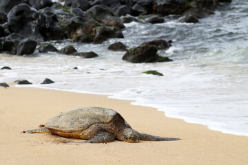 Green Sea Turtles resting at a Beach, surfs and volcanic rocks in background. Maui, Hawaii, USA
