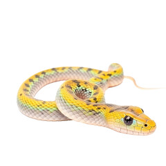 baby snake isolated on a transparent background, generative ai