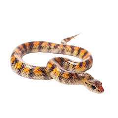 baby snake isolated on a transparent background, generative ai