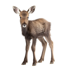 baby moose isolated on a transparent background, generative ai