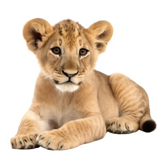 lion cub isolated on a transparent background, generative ai