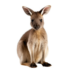 baby kangaroo isolated on a transparent background, generative ai