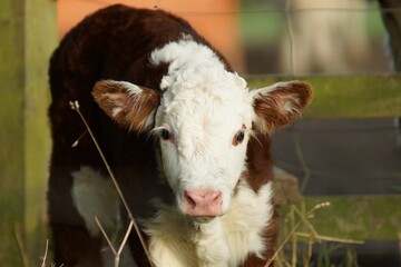 New born hereford cow calf 