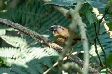 Grey-throated babbler or Stachyris nigriceps observed in Latpanchar in West Bengal, India