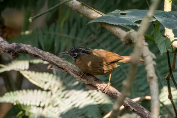 Grey-throated babbler or Stachyris nigriceps observed in Latpanchar in West Bengal, India