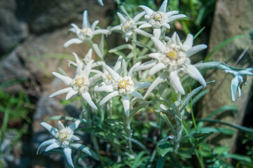 Mountain flower of Edelweiss, Leontopodium alpinum.