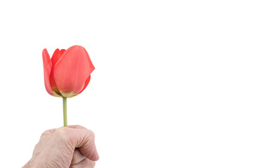 immagine dettaglio di mano che impugna fiore di tulipano rosso isolato su sfondo trasparente