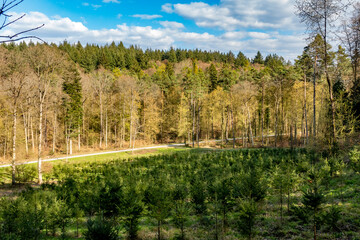 Neuanpflanzung nach Abholzung im Mischwald