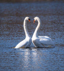A pair of mute swans spring dancing ritual in a lake, a sunny spring day in Stockholm