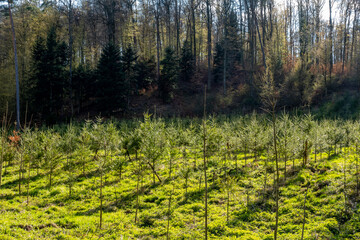 Neuanpflanzung nach Abholzung im Mischwald