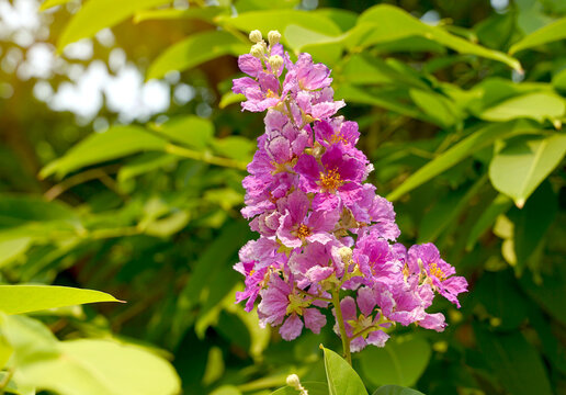 Queen's flower discount