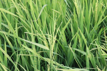 Fresh Green Paddy. Beautiful Green Rice Field. Paddy or Rice Cultivation. Outdoor Harvesting of Beautiful Fresh Paddy.