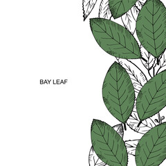 Bay leaf set. Hand draw laurel tree branch and leaves. Illustration symbol of victory and fragrant cooking spice.Label, flyer, banner. Design element.Background for text.