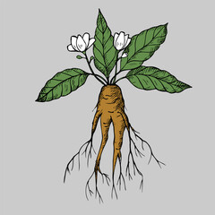 Mandrake. Hand drawn illustration of mandrake plant branch with root and flower. Magic plant. Design element - obrazy, fototapety, plakaty