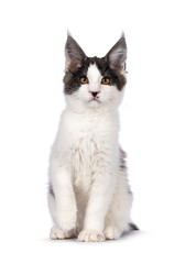 Cute bicolor Maine Coon cat kitten, sitting up facing front. Looking towards camera with funny moustache. Isolated on a white background.