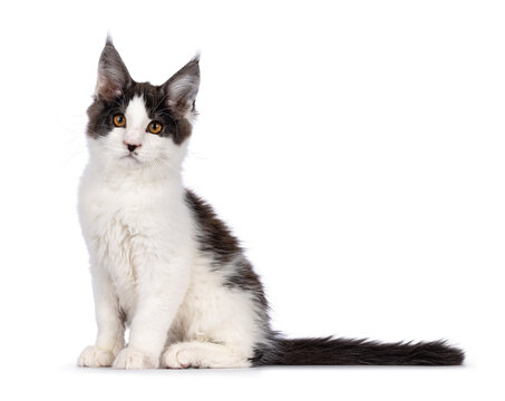 Cute bicolor Maine Coon cat kitten, sitting side ways. Looking towards camera with funny moustache. Isolated on a white background.