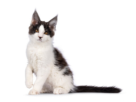 Cute bicolor Maine Coon cat kitten, sitting side ways. with one paw playful lifted Looking towards camera with funny moustache. Isolated on a white background.