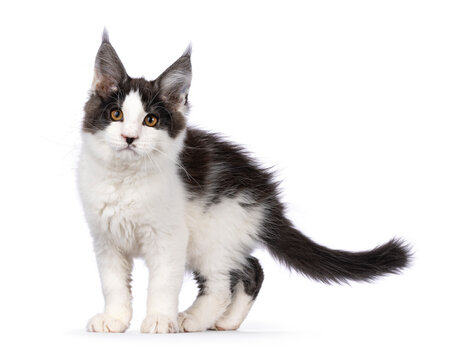 Cute bicolor Maine Coon cat kitten, standing side ways. Looking towards camera with funny moustache. Isolated on a white background.