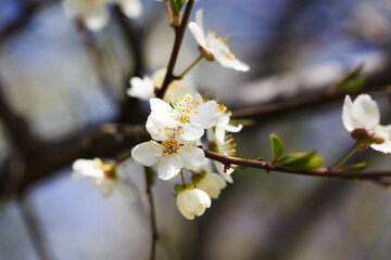 Blossom tree over nature background. spring flowers. spring background. Blurred concept. Natural background.