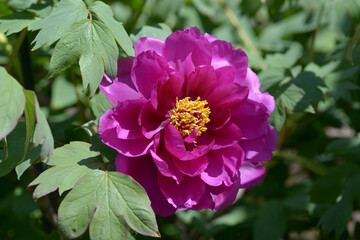 Obraz premium 縁結び ボタンの花