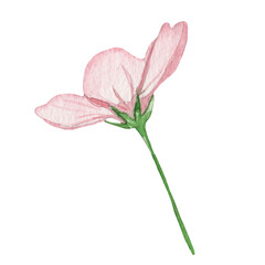 Rose wild flower. Watercolor hand-drawn painting illustration isolated on white background.